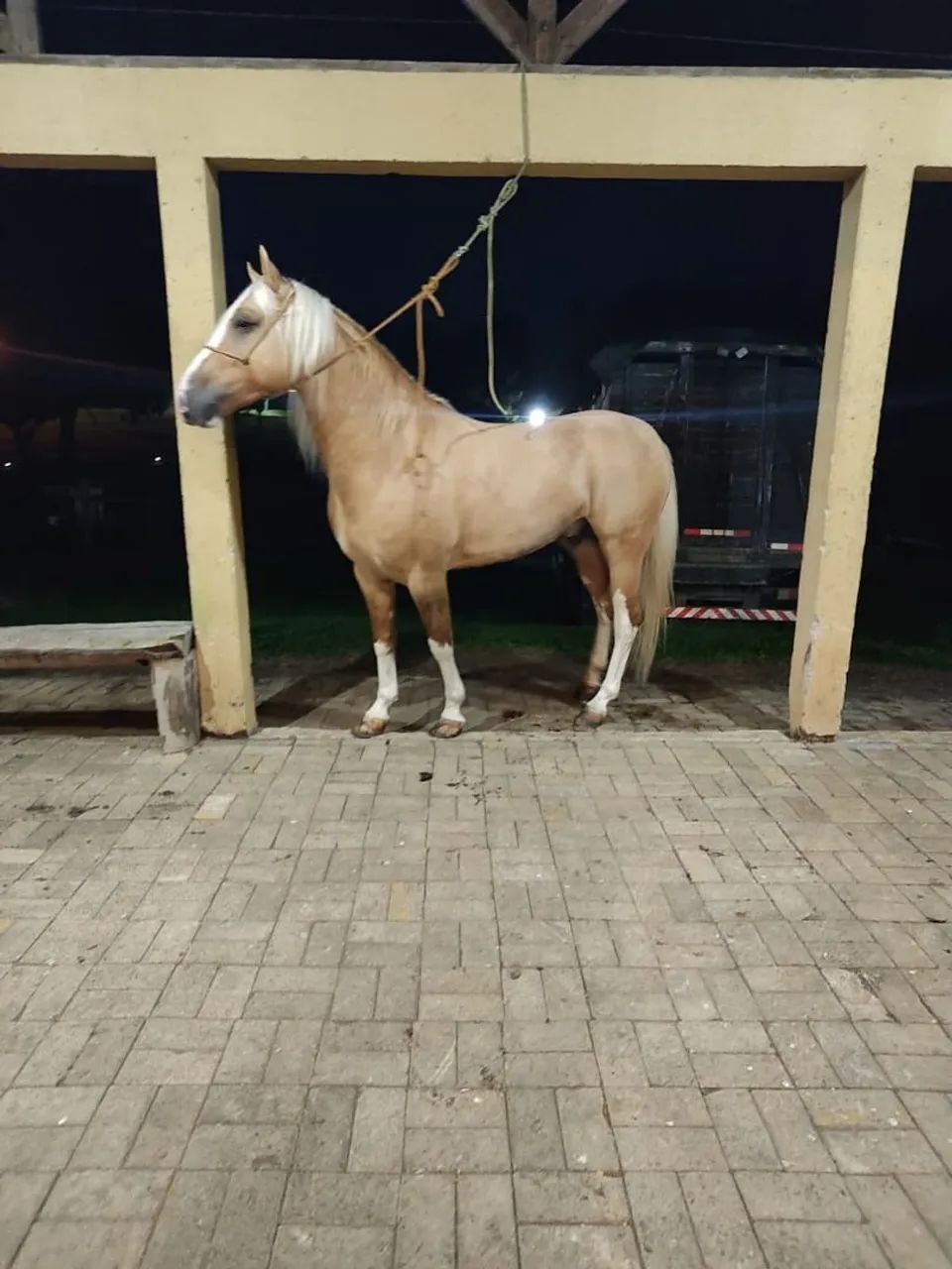 Cavalo crioulo documentado (Juca ruivo da recorrida) - Foto 5