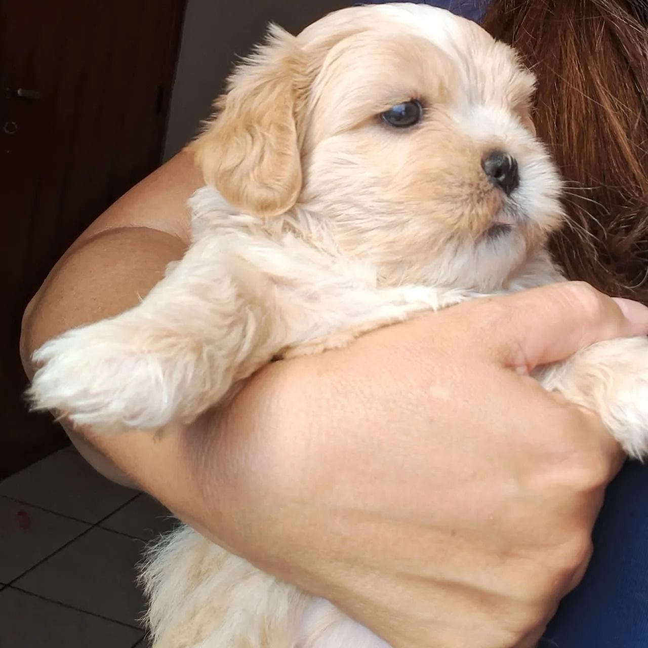 Cachorros - Foto 2