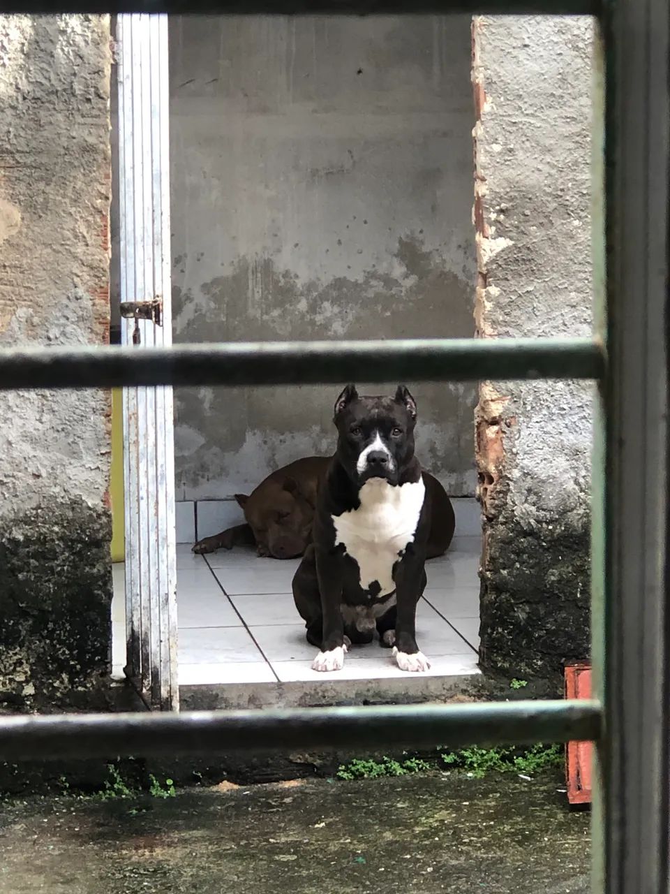 Filhotes de Pitbull  - Foto 4