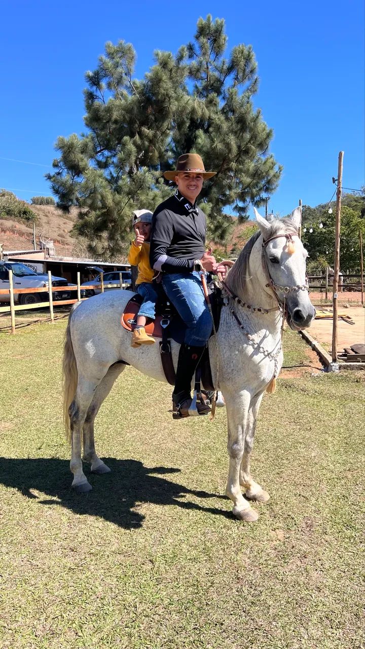 Cavalo Mangalarga Marchador  - Foto 5
