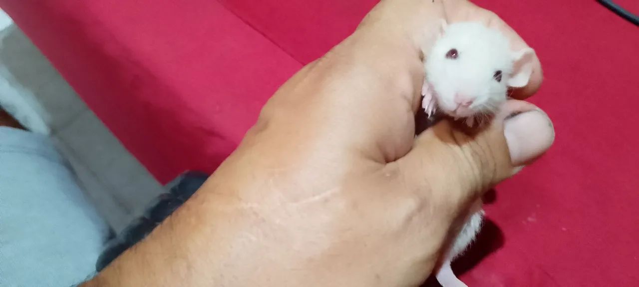 rato Dumbo manso  - Foto 2