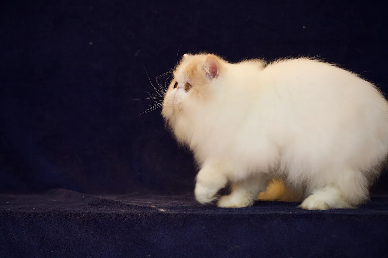 Gato persa macho