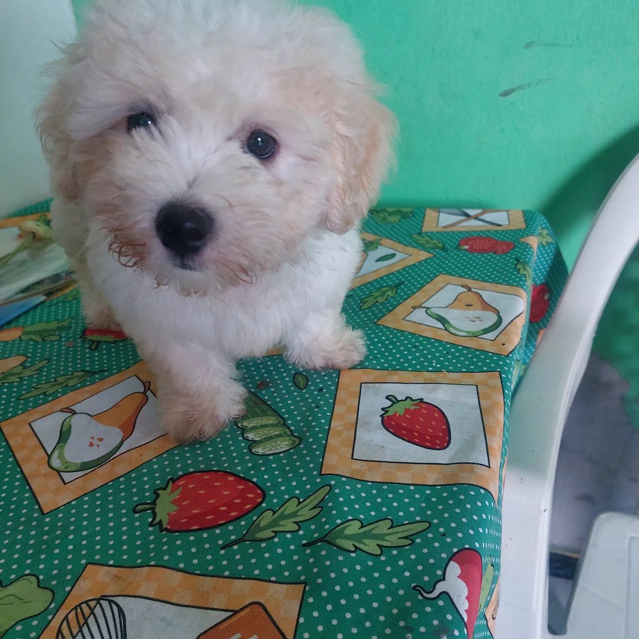 cachoro - Foto 4