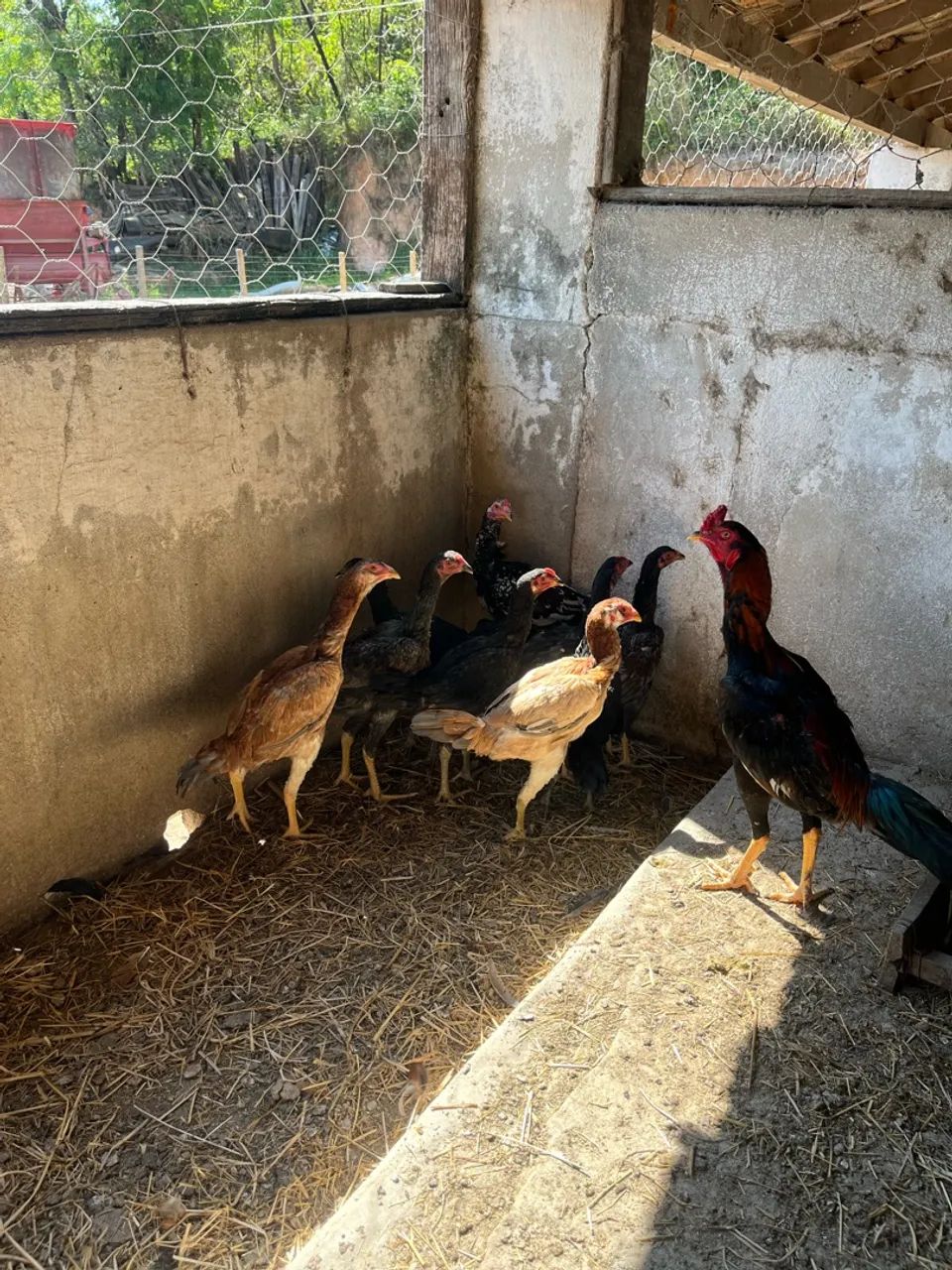 Frango índio  - Foto 2