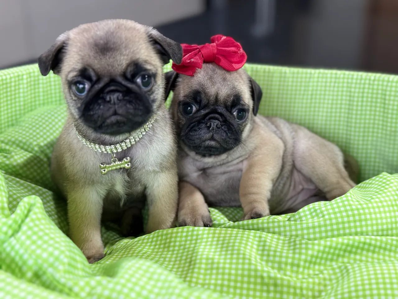 FILHOTE PUG