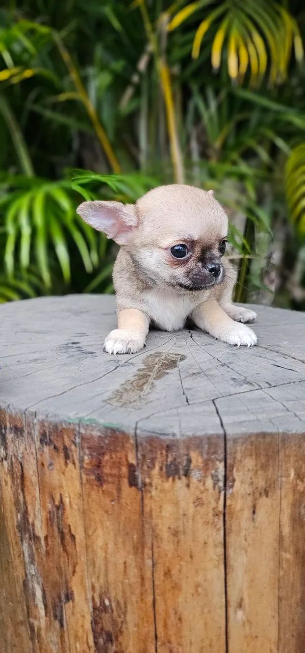 Chihuahua Belíssimo Macho - Foto 2
