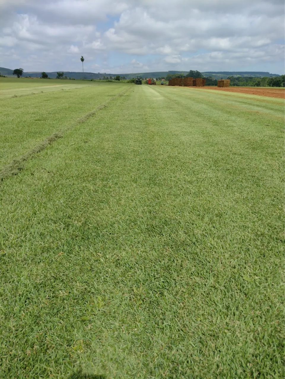 Grama esmeralda  - Foto 4