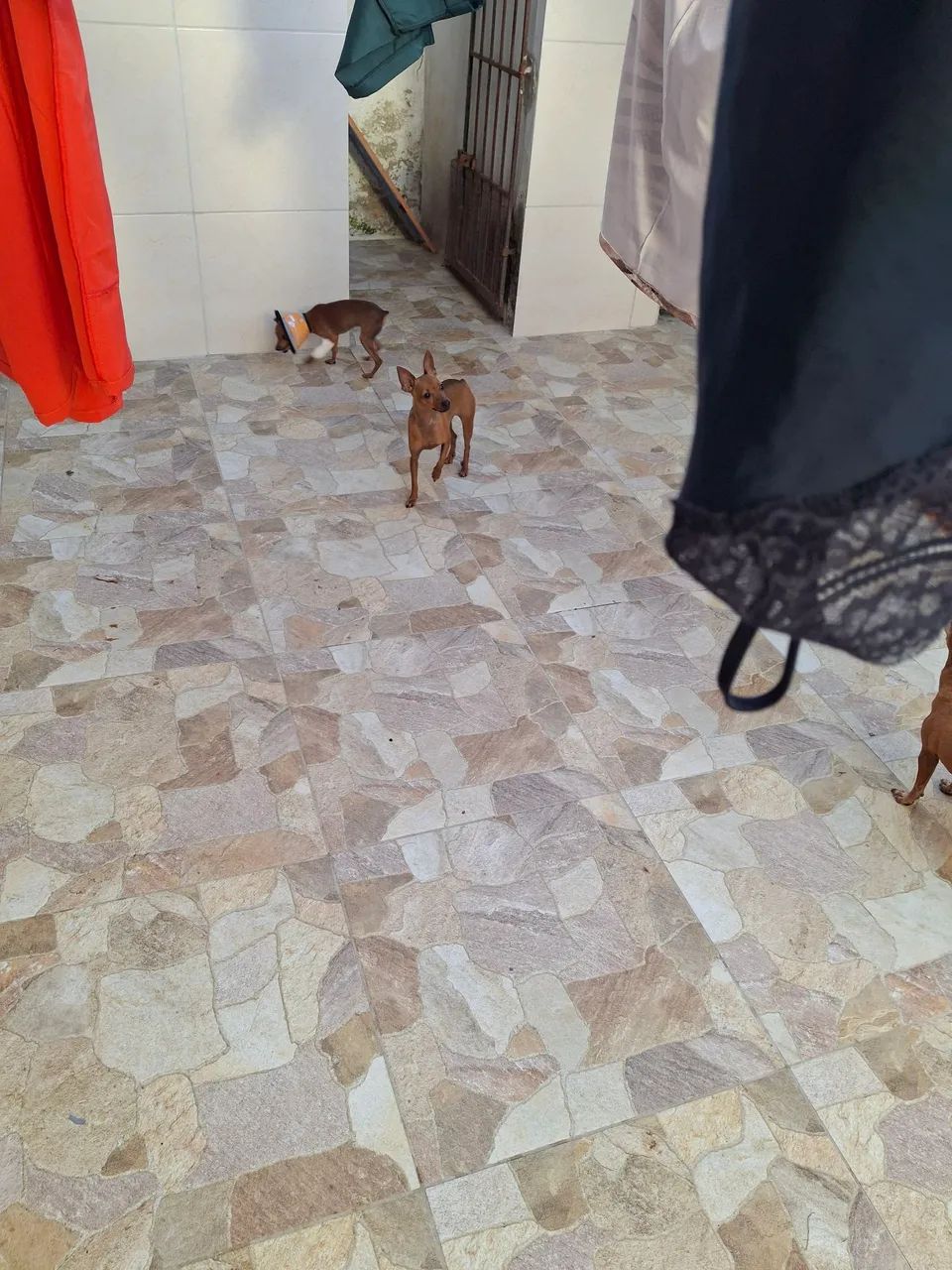 Pinsher 1 - Foto 3