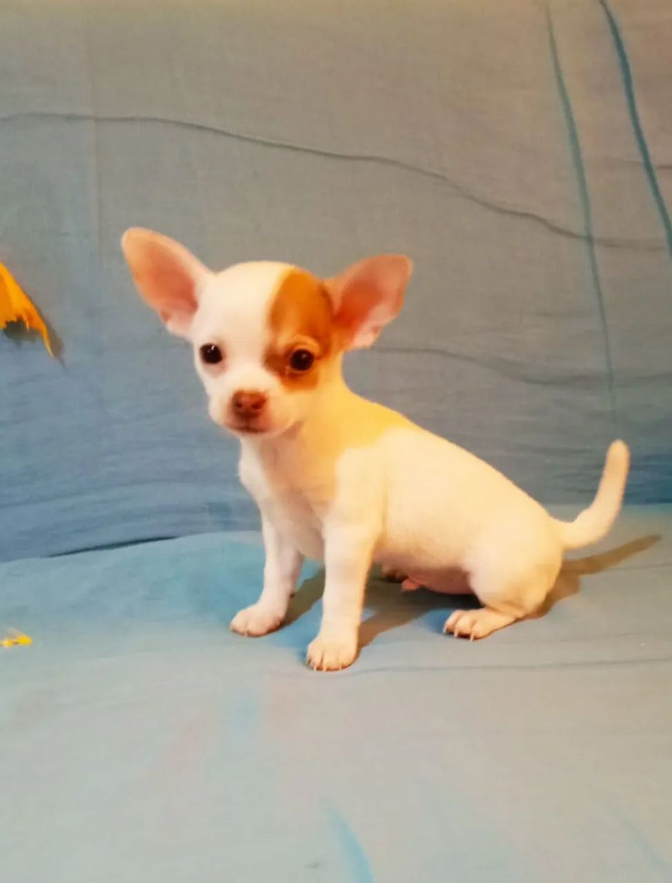 Chihuahua Macho - Foto 2
