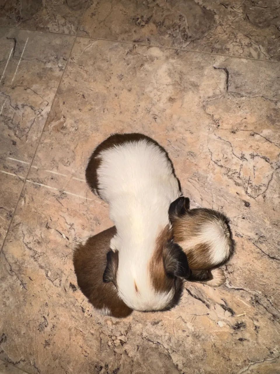 Shih tzu  - Foto 3