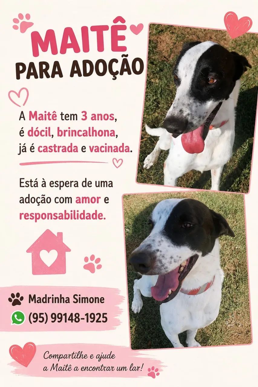 Cachorrinha castrada para adoção 