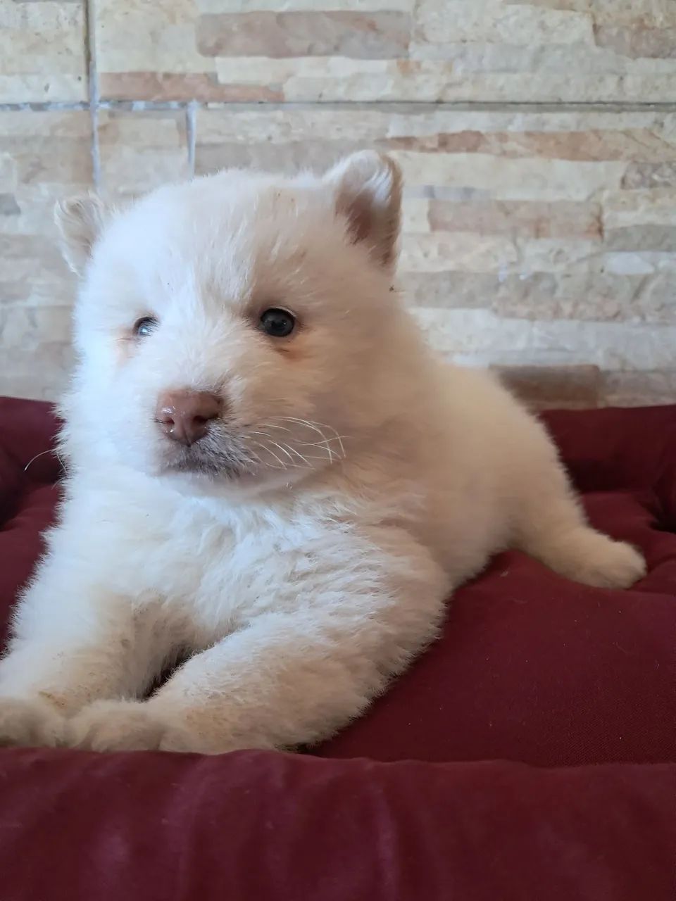Animais  de estimação  - Foto 4
