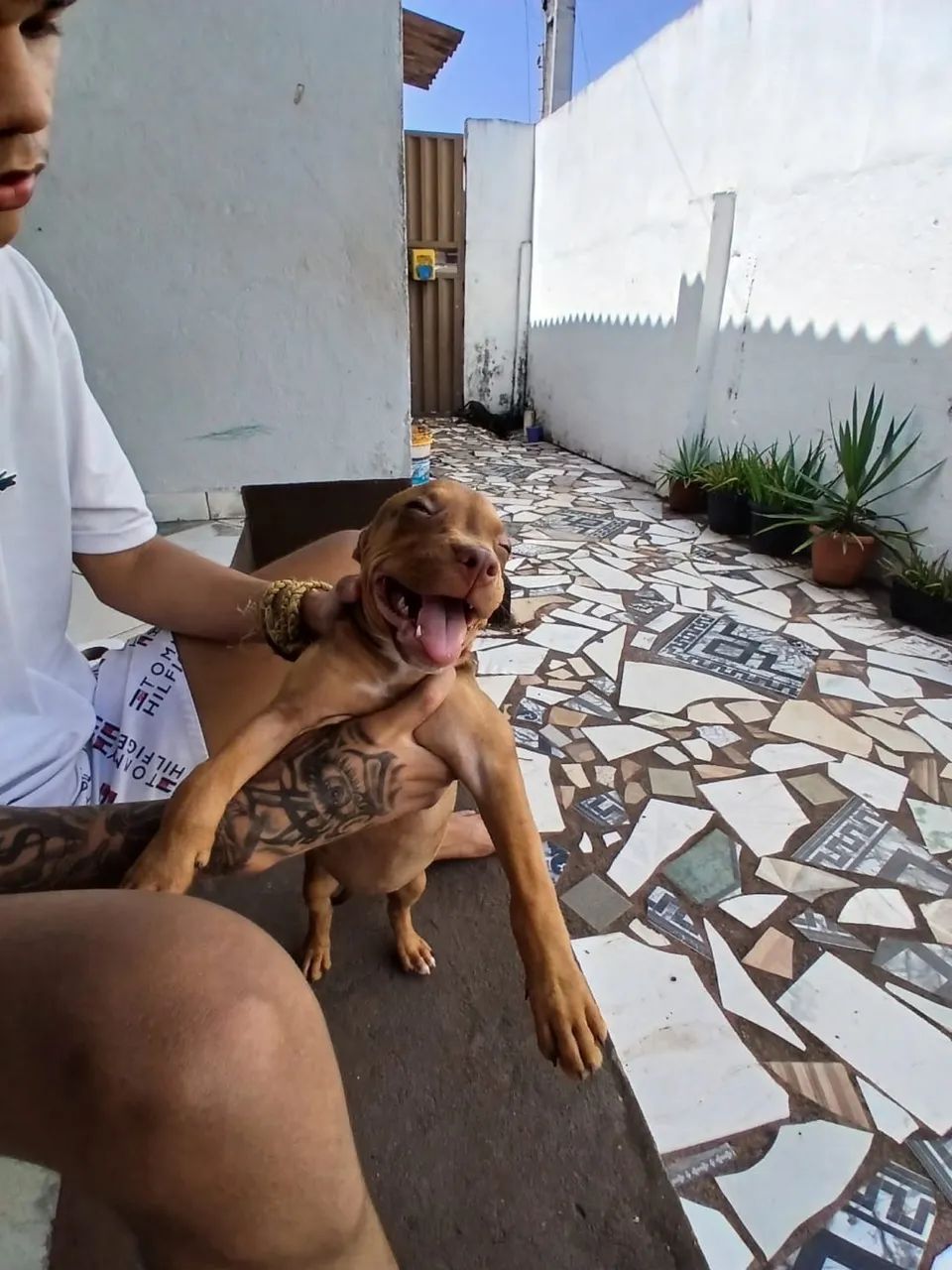 Filhote pitbull  - Foto 2