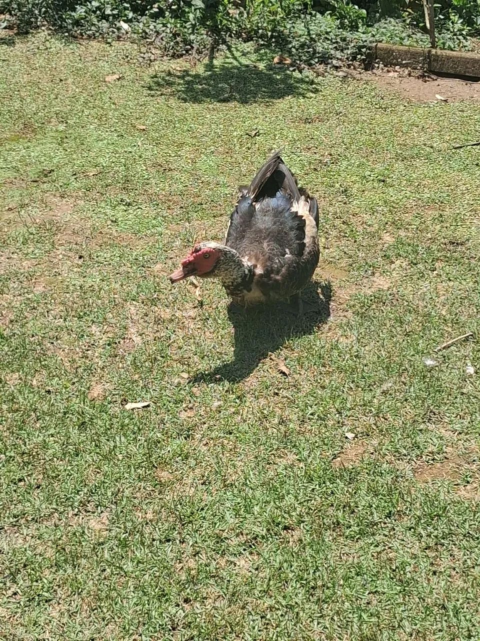 Vendo pato  - Foto 3