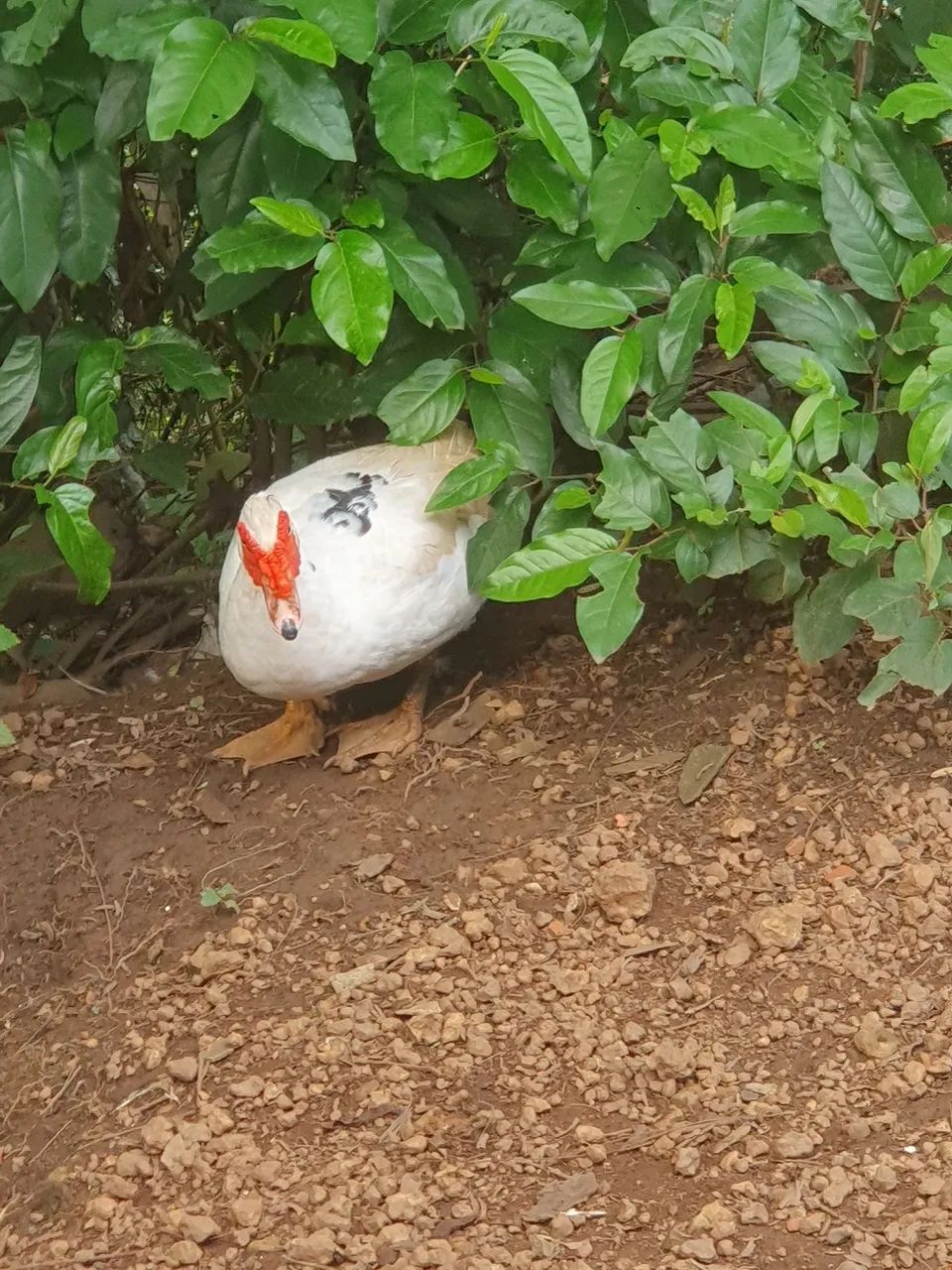 Vendo Pato macho  - Foto 2