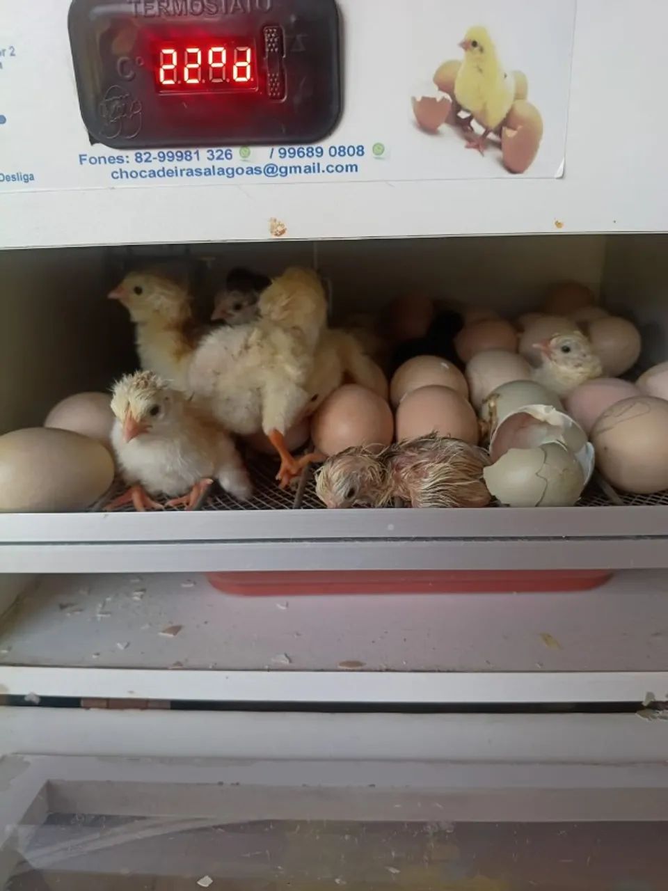 Galinhas e pintinhos caipira - Foto 2