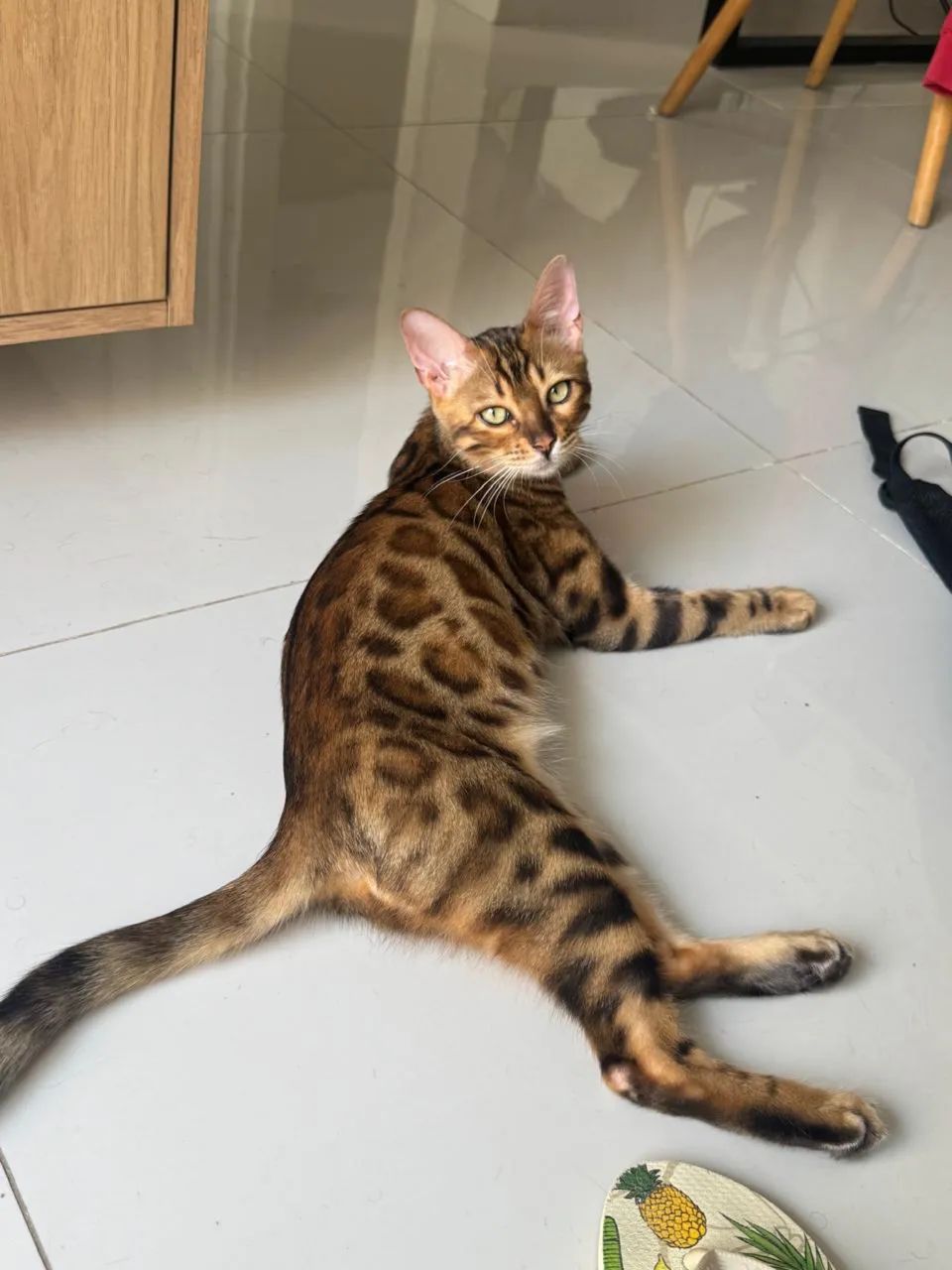 Gato Bengal 2 anos Macho Puro | em 10 vezes sem juros - Foto 2