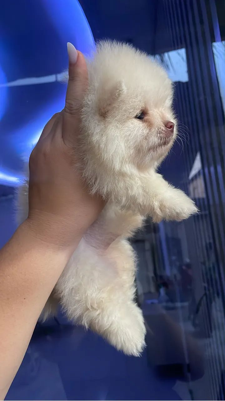 Cachorro - Foto 3