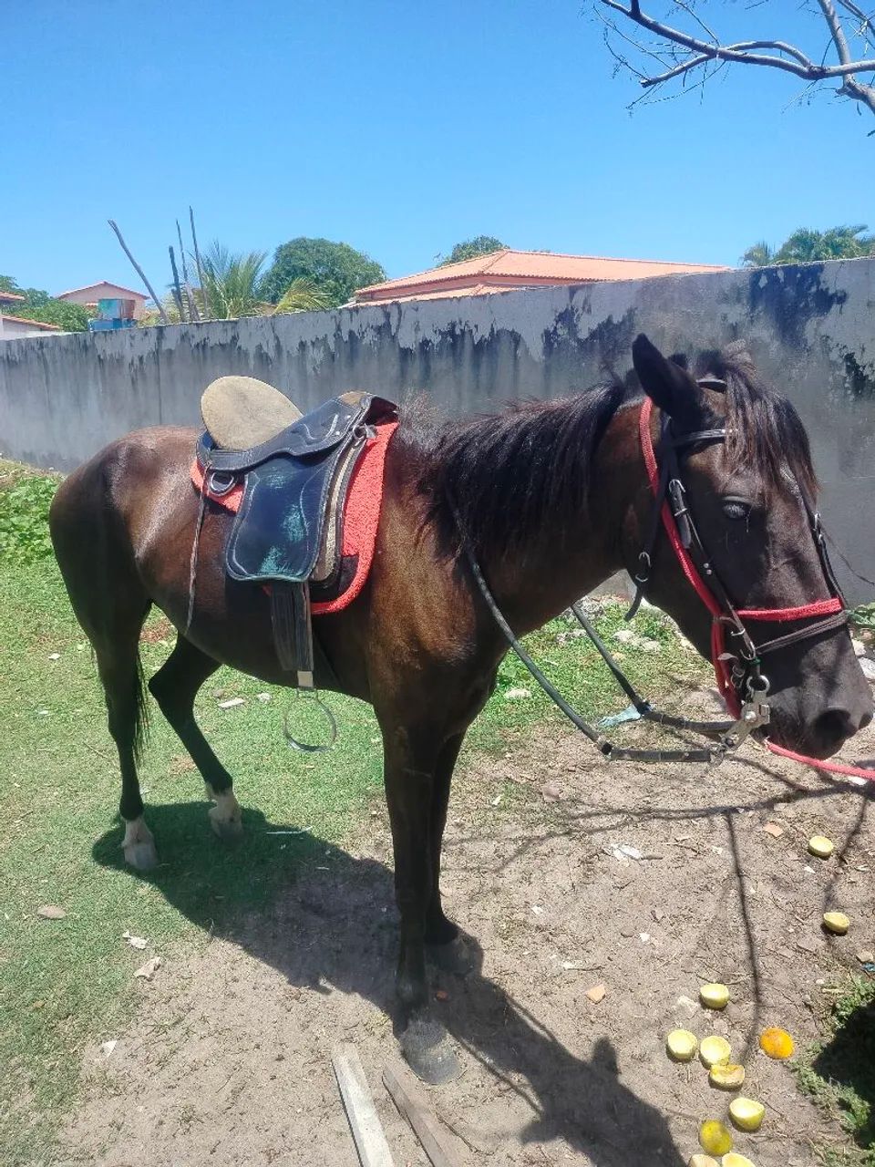 Égua quente, alta, possui rojão e tem 4 anos - Foto 5