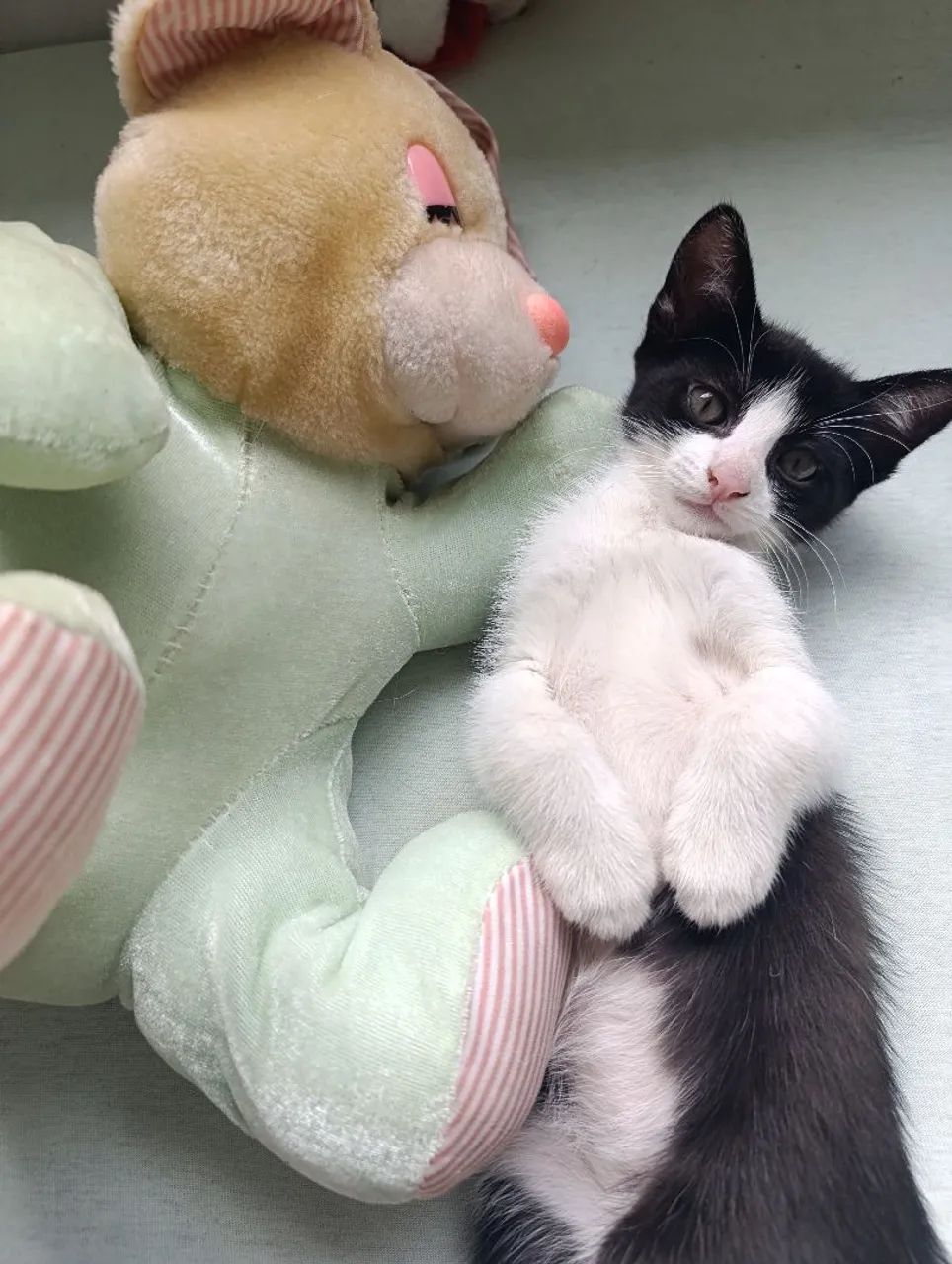 Adoção de gatinho macho