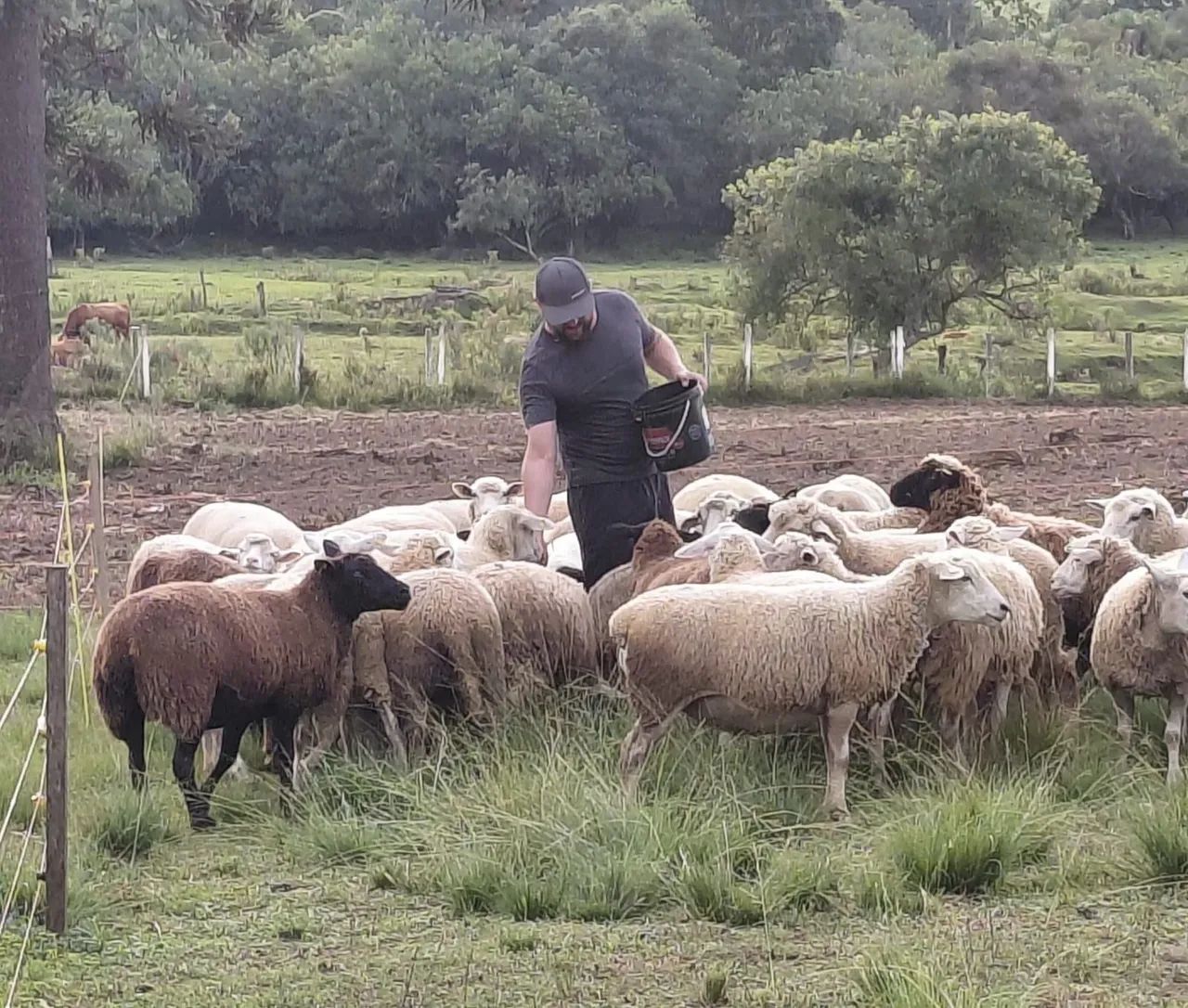 Ovelhas Paridas. Rebanho Comercial - Foto 2