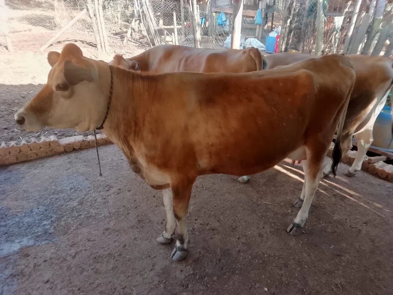 Vaca leiteira - Foto 2