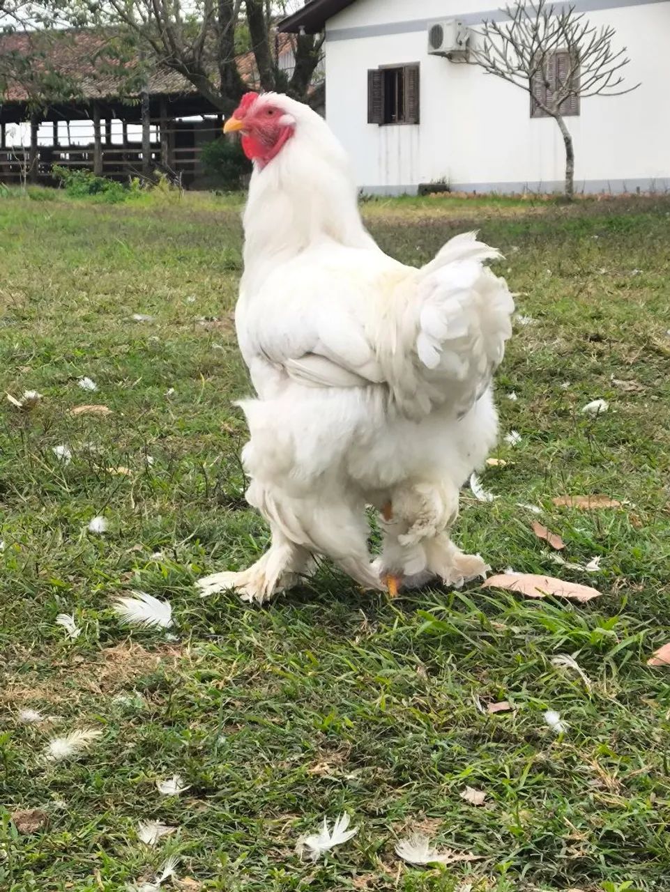 Galo brahma white  - Foto 2