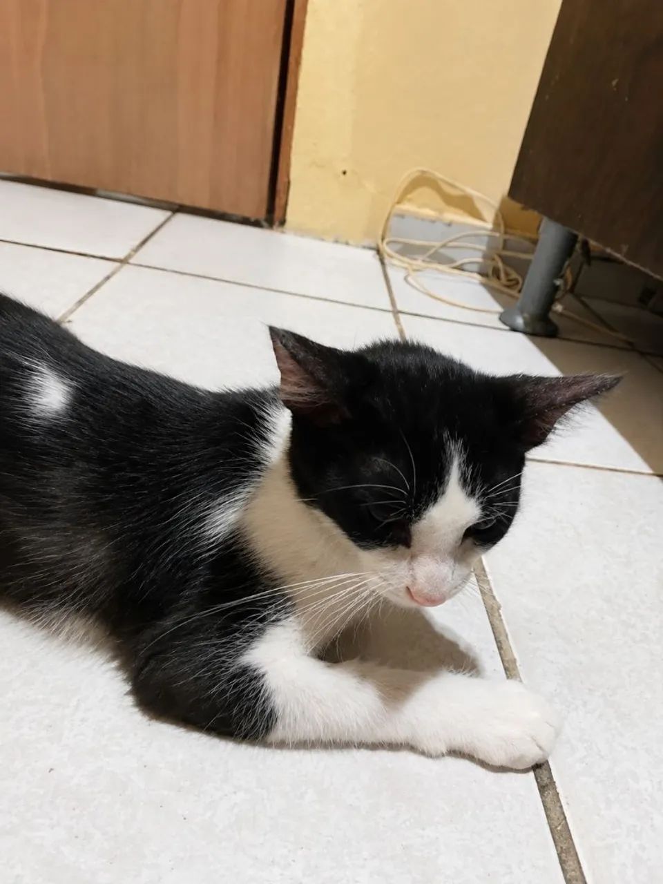 Gatinha pra doação em busca de amor e carinho 
