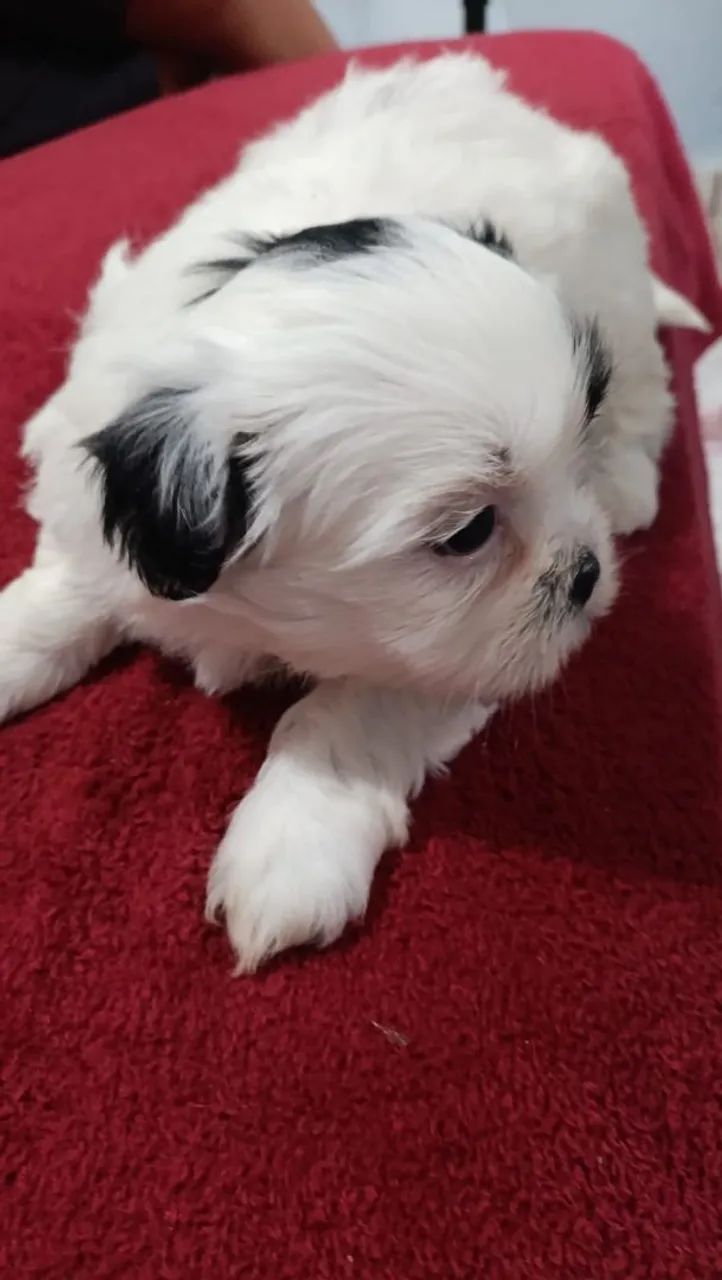 Shih tzu