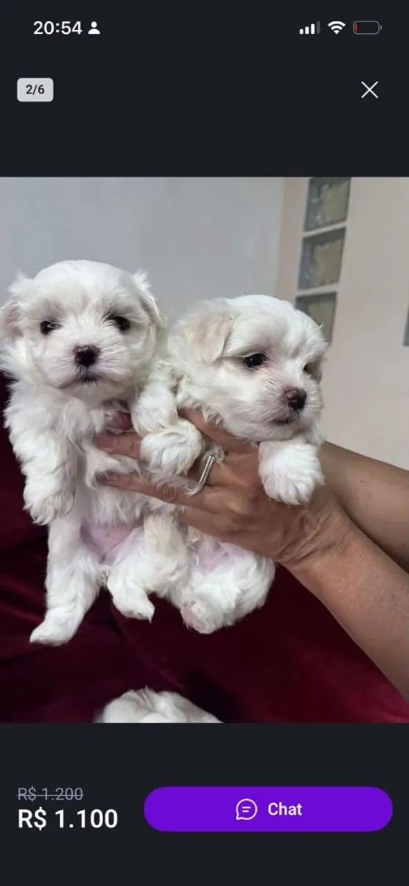 Filhote maltês, Os filhotes mais encantadores da cidade te esperam!