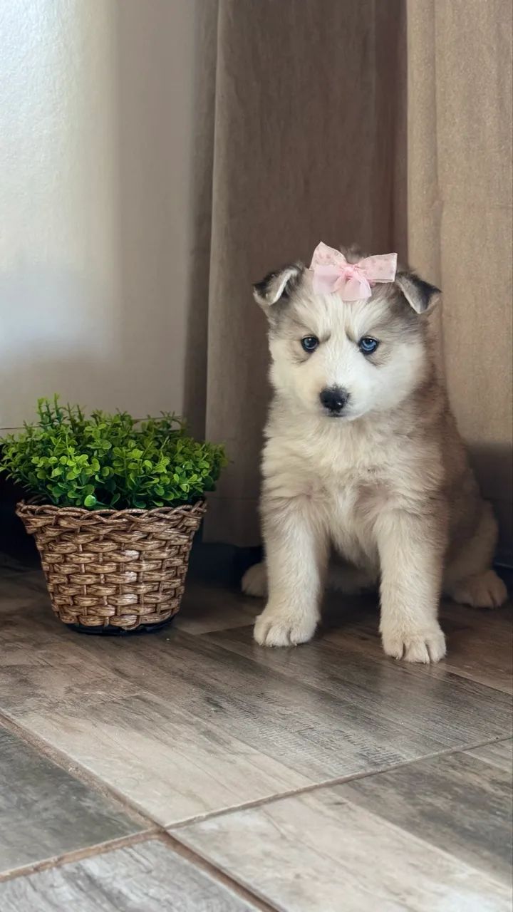 Husky siberiano Fêmea 