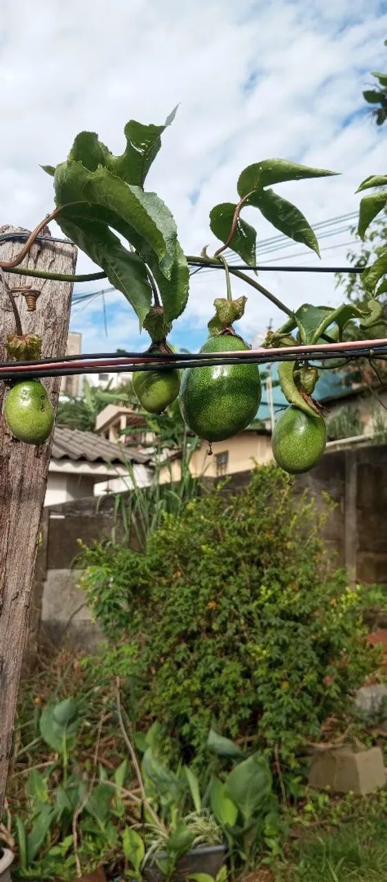 Muda maracujá , quase produzindo - Foto 5