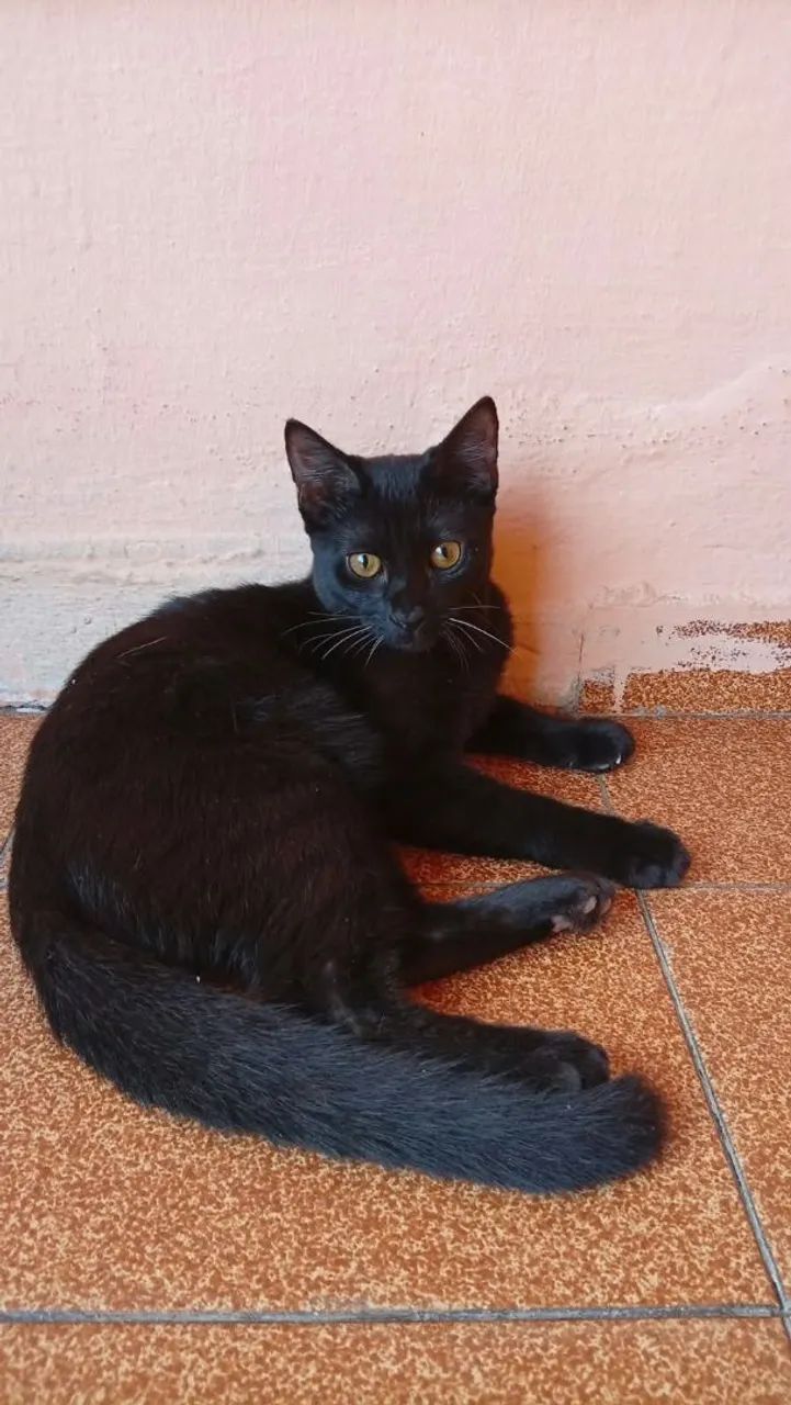 Gatinho preto dócil e manhoso. - Foto 3