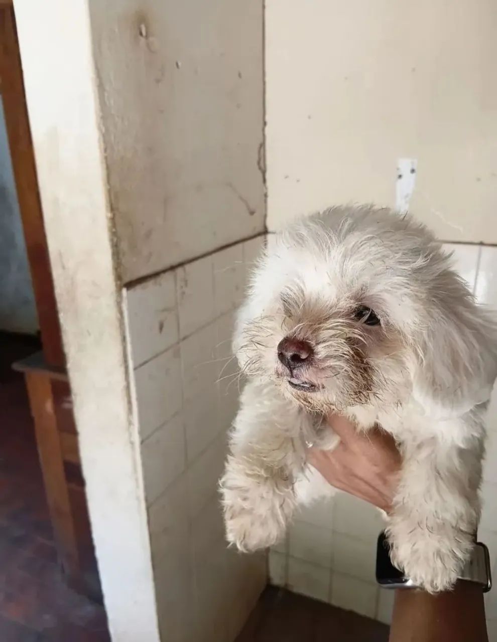 Poodle macho 
