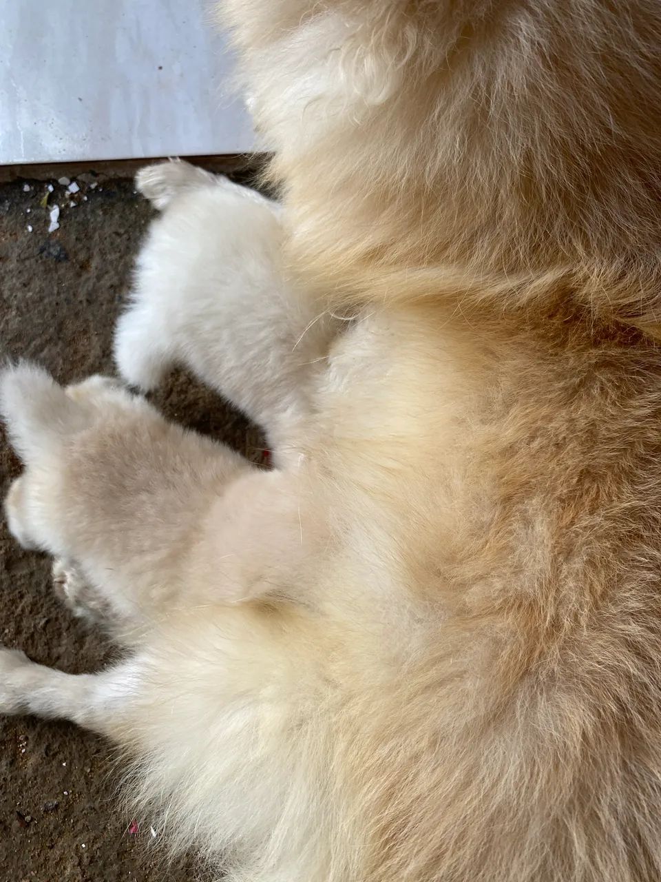 filhote spitz alemão  - Foto 2
