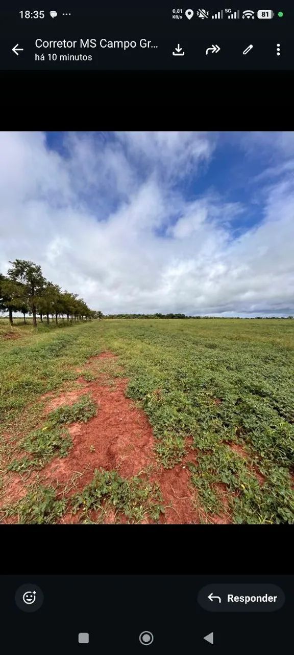 Fazenda de arrendamento 1.000 nova alvorada do sul MS.
