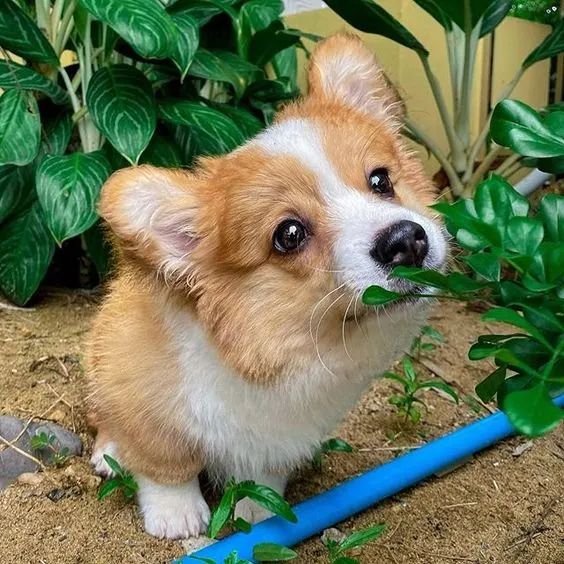 Corgi Pembroke
