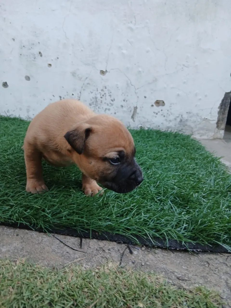 American Bully - Foto 5
