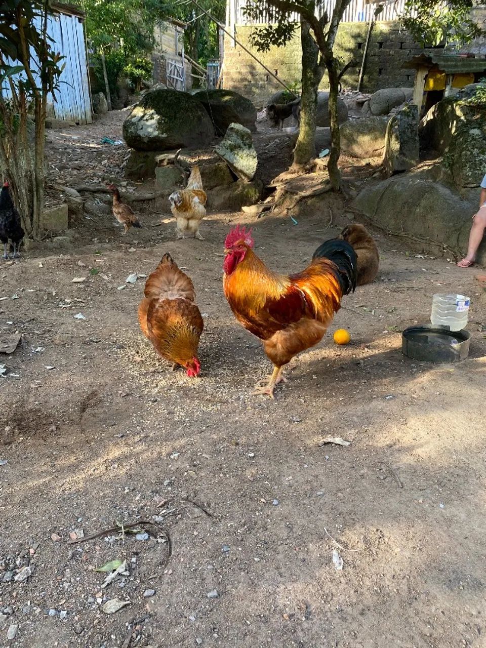 Galo New New hampire - Foto 4