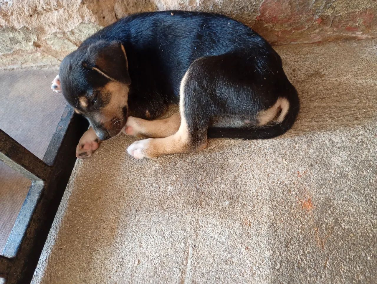 Doação Responsável  - Foto 5