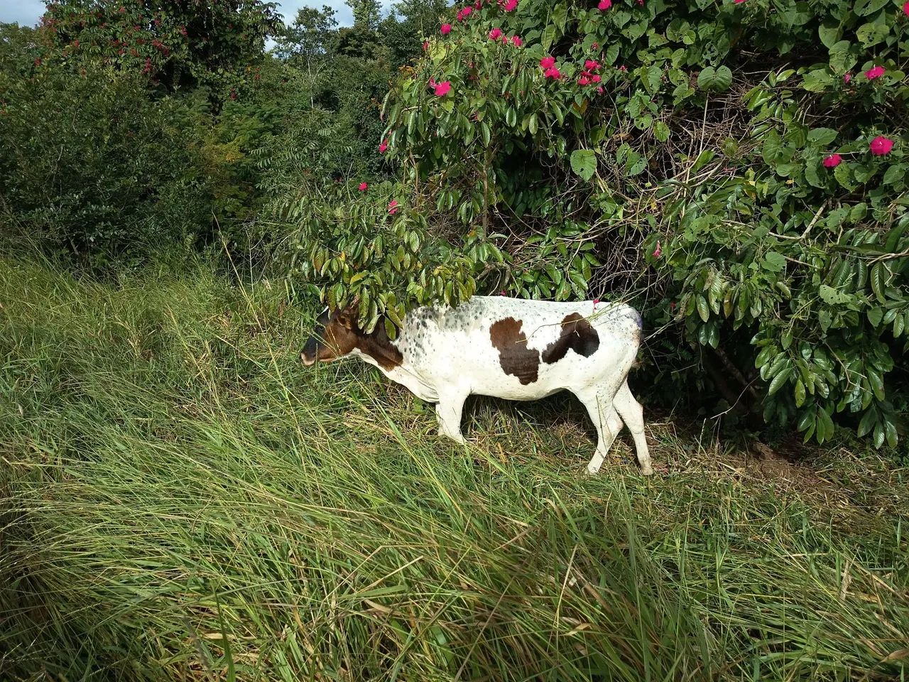 Vaca leiteira, 2 anos de idade