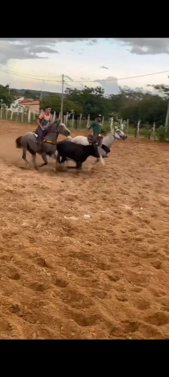 Cavalo pra Homem. Égua quarto de milha de 4/5 anos  - Foto 2