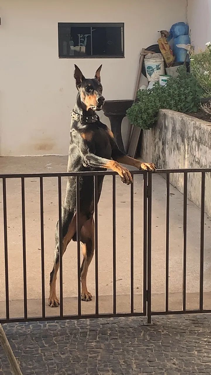 Filhote de Cachorro Dobermann  - Foto 5