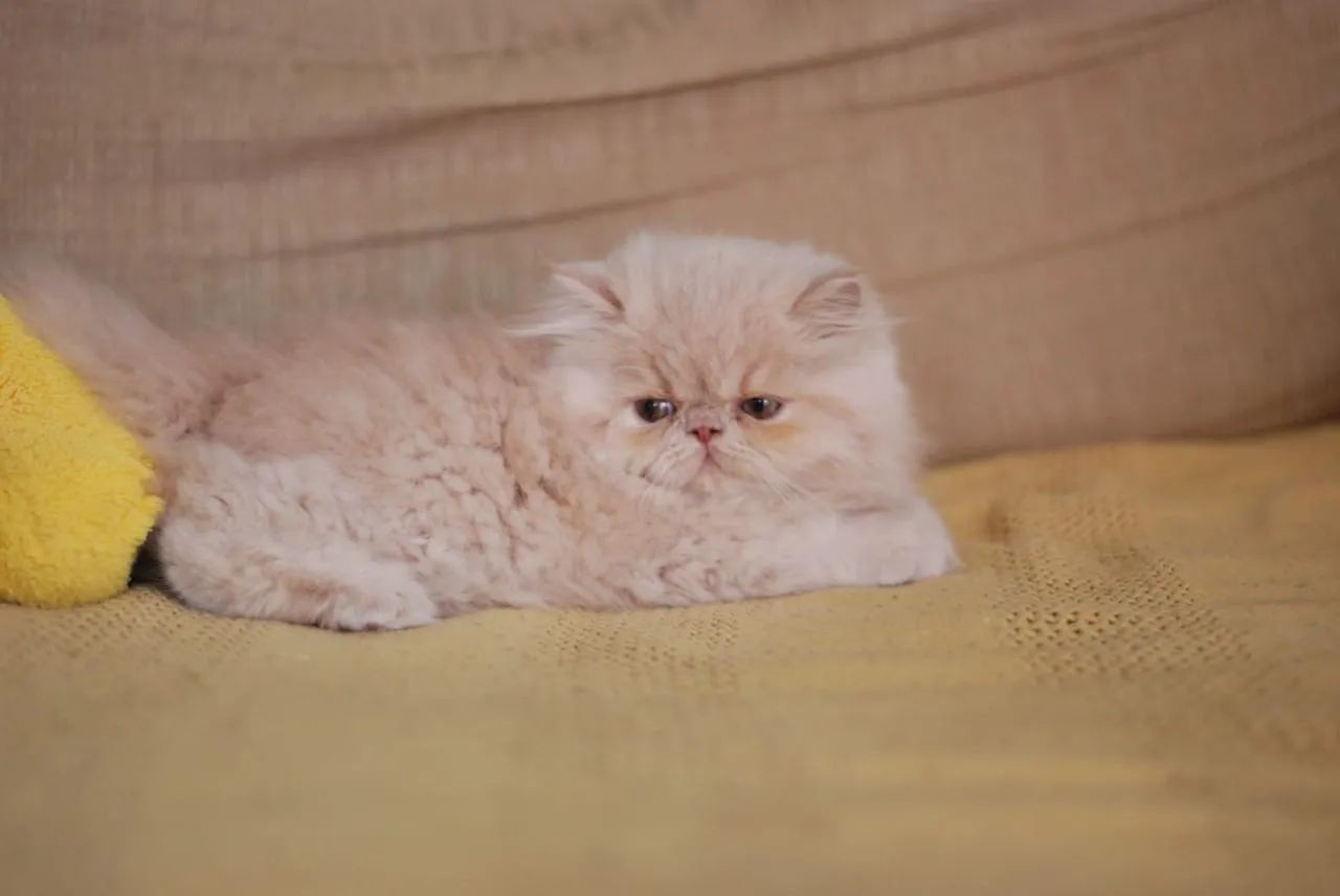 Gato persa macho