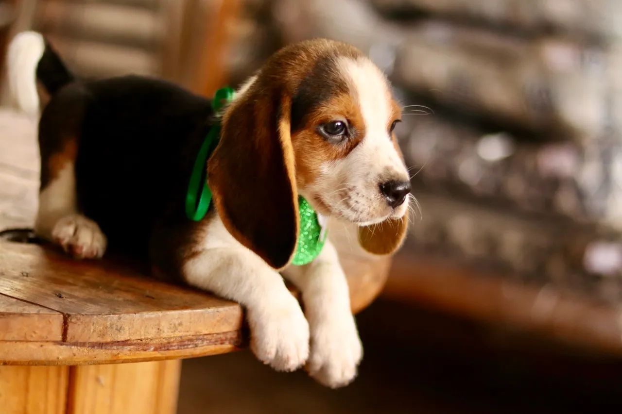 BEAGLE PARCELAMOS  - Foto 3