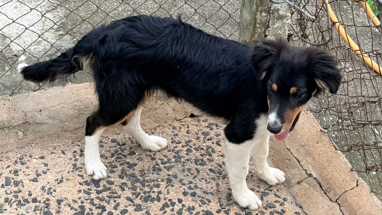 Border collie com 4 meses - Foto 4