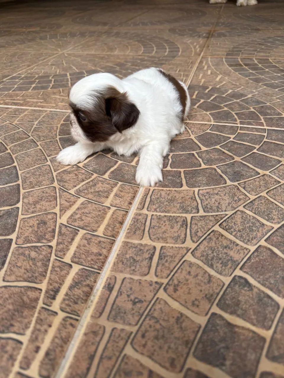 Shihtzu puros - Foto 2