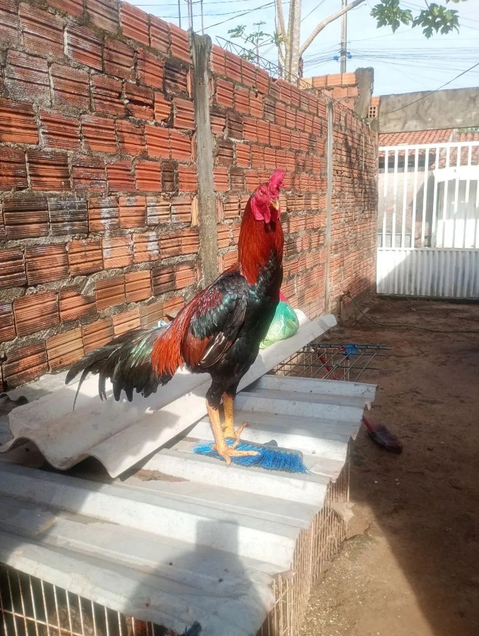 Galo  - Foto 2