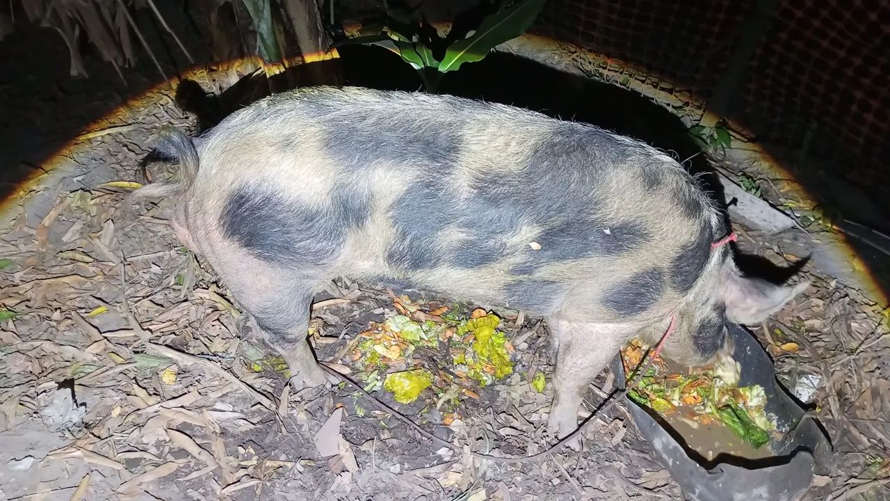 Porco - Foto 5