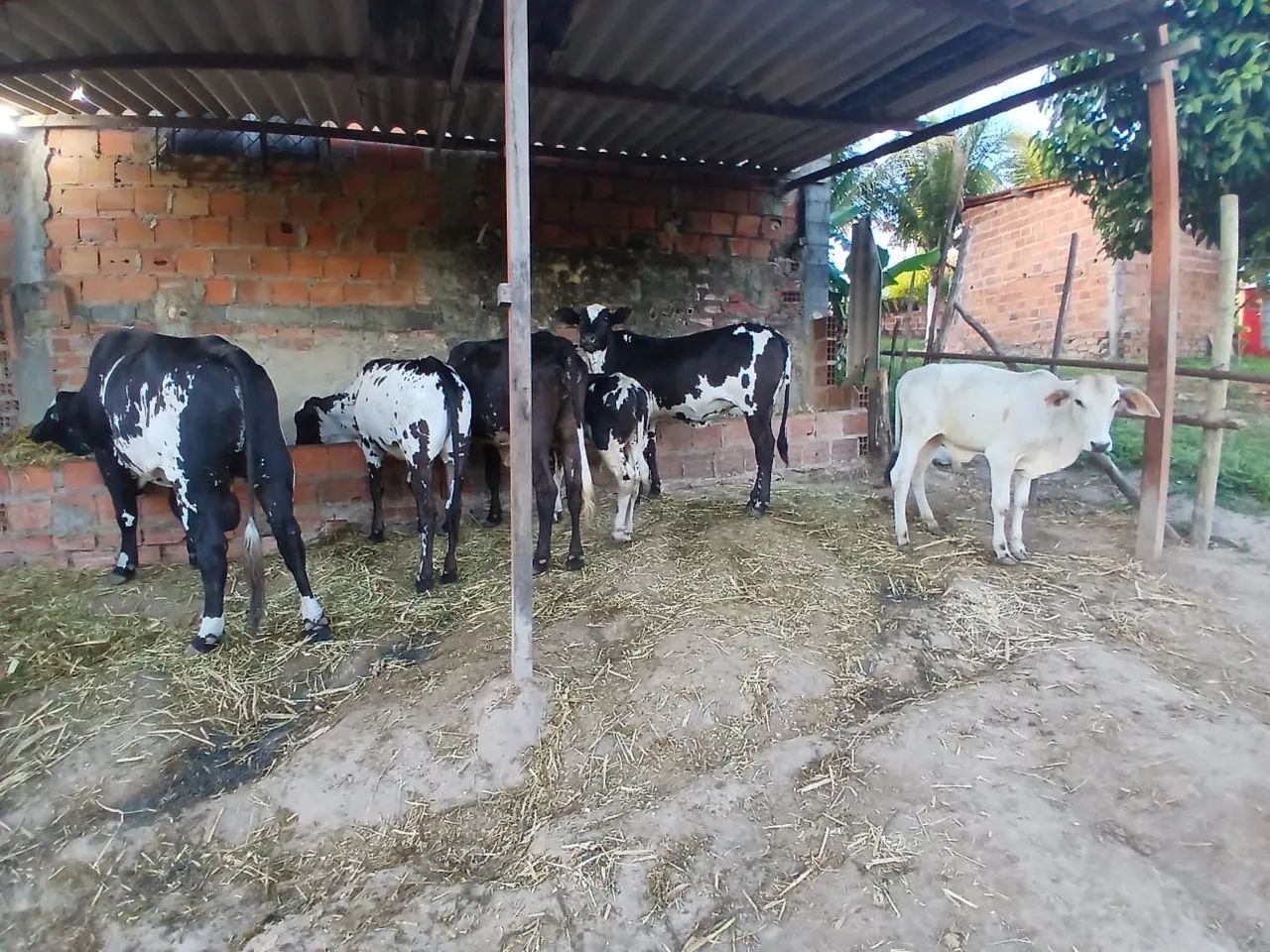 Vaca,boy,bezerro e bezerras  - Foto 5